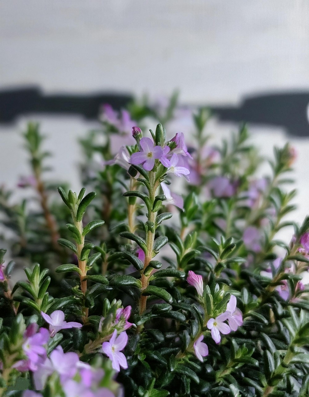 Pennyroyal
