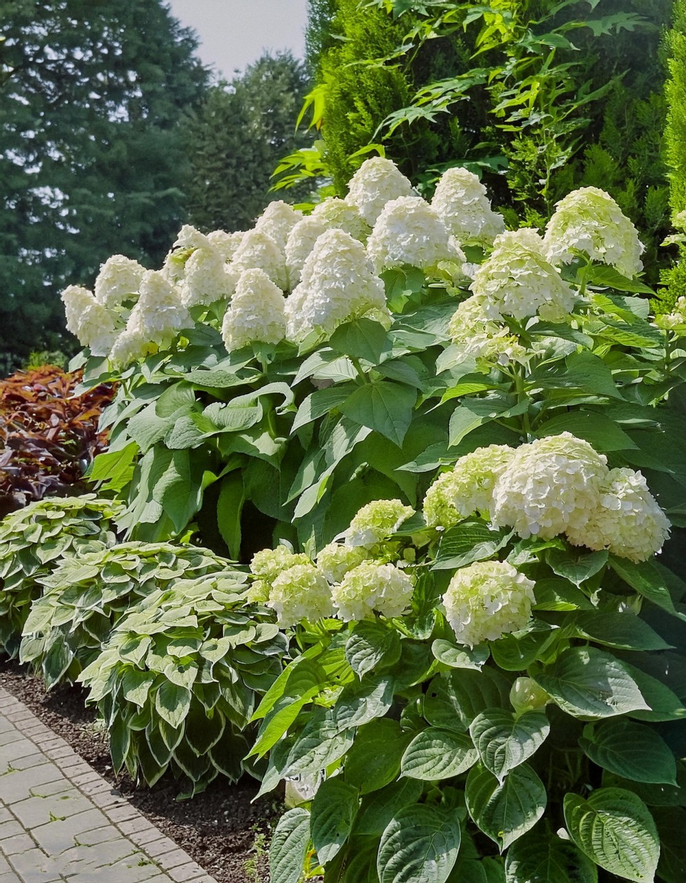 Sunny Border with Panicle Hydrangeas and Solid-Colored Hostas