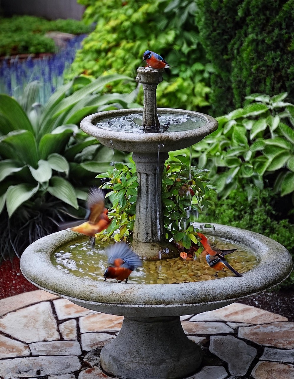 Bird Bath with Plants and Stones
