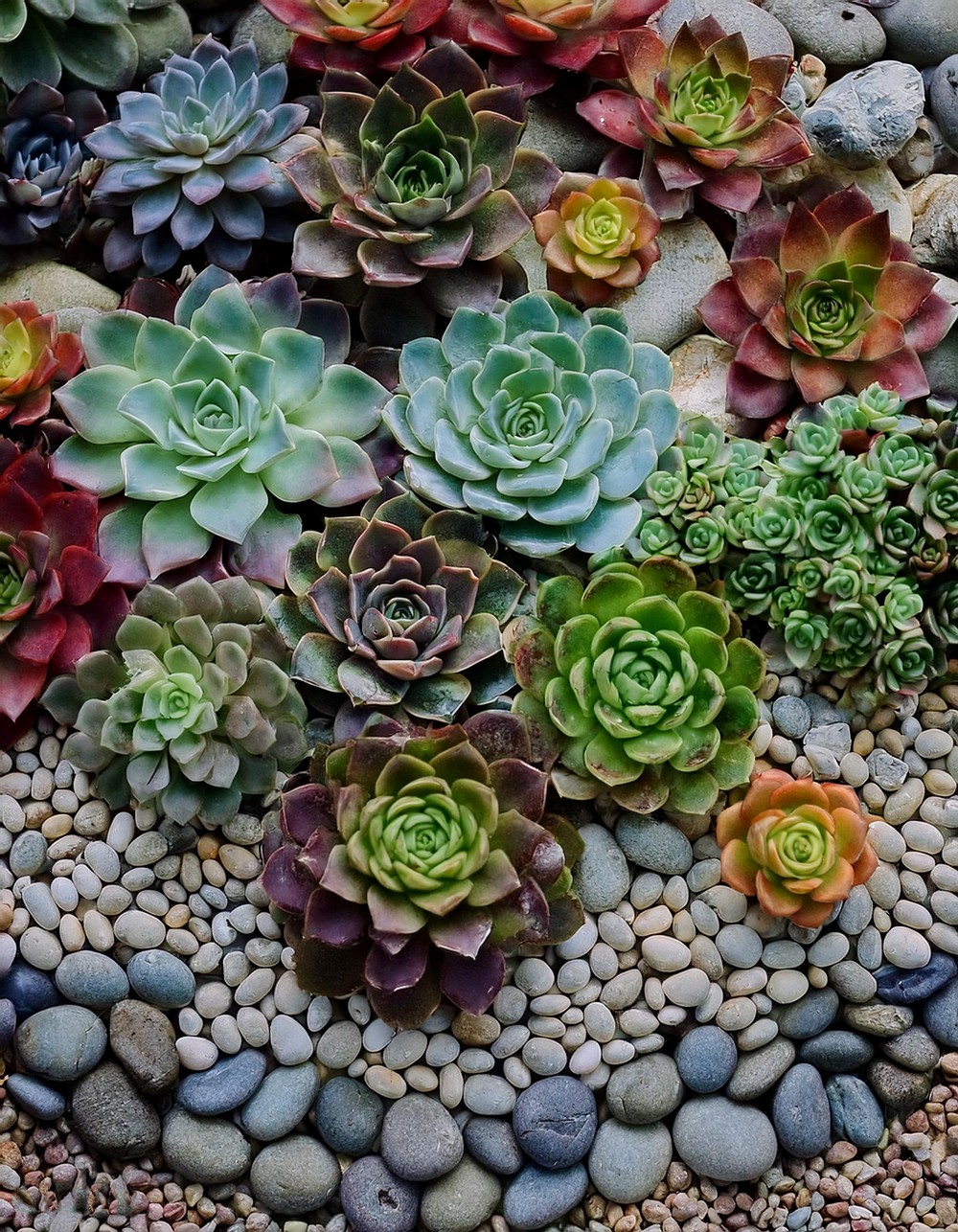 Colorful Succulent Borders for a Pop of Color