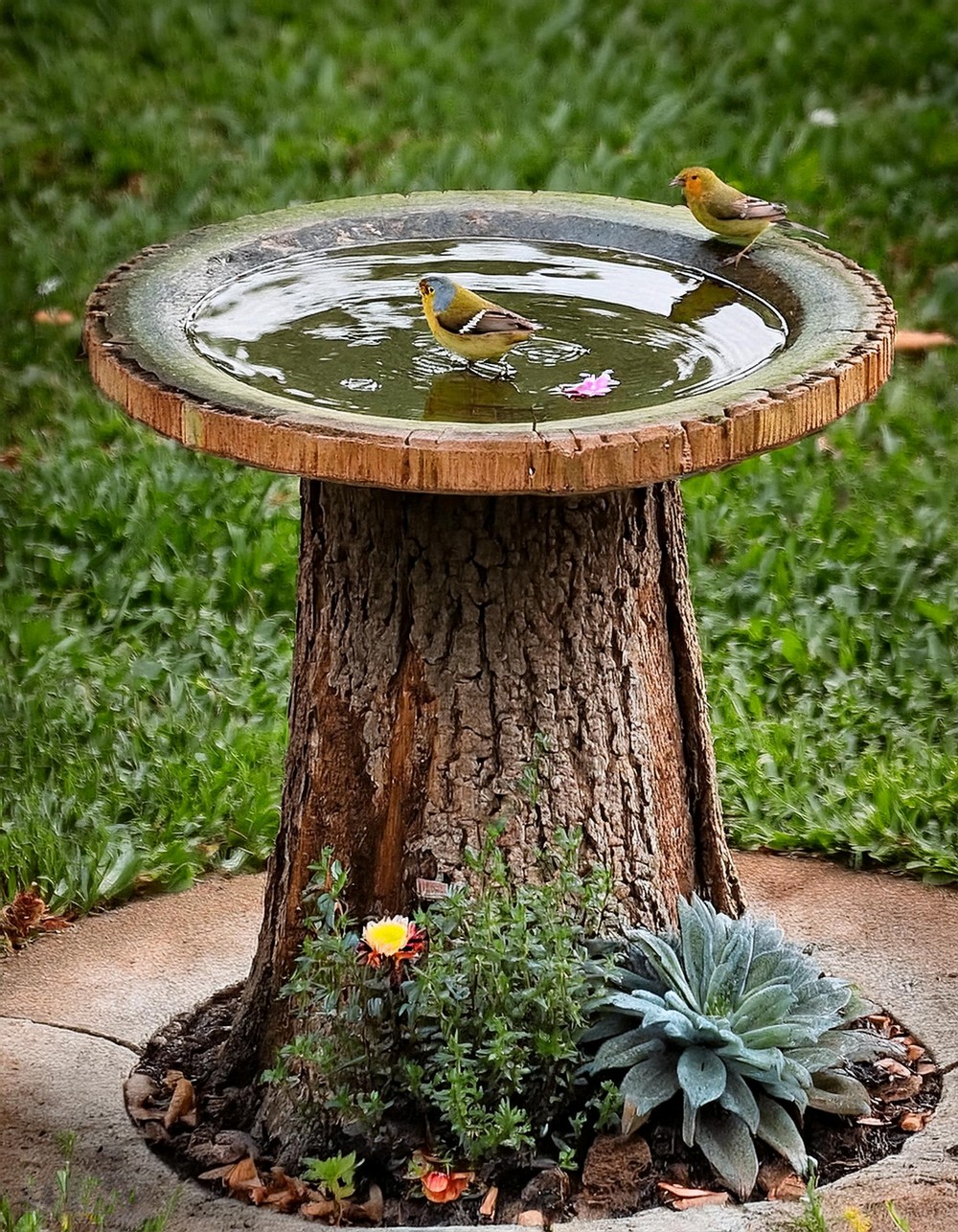 DIY Birdbath from a Tree Stump