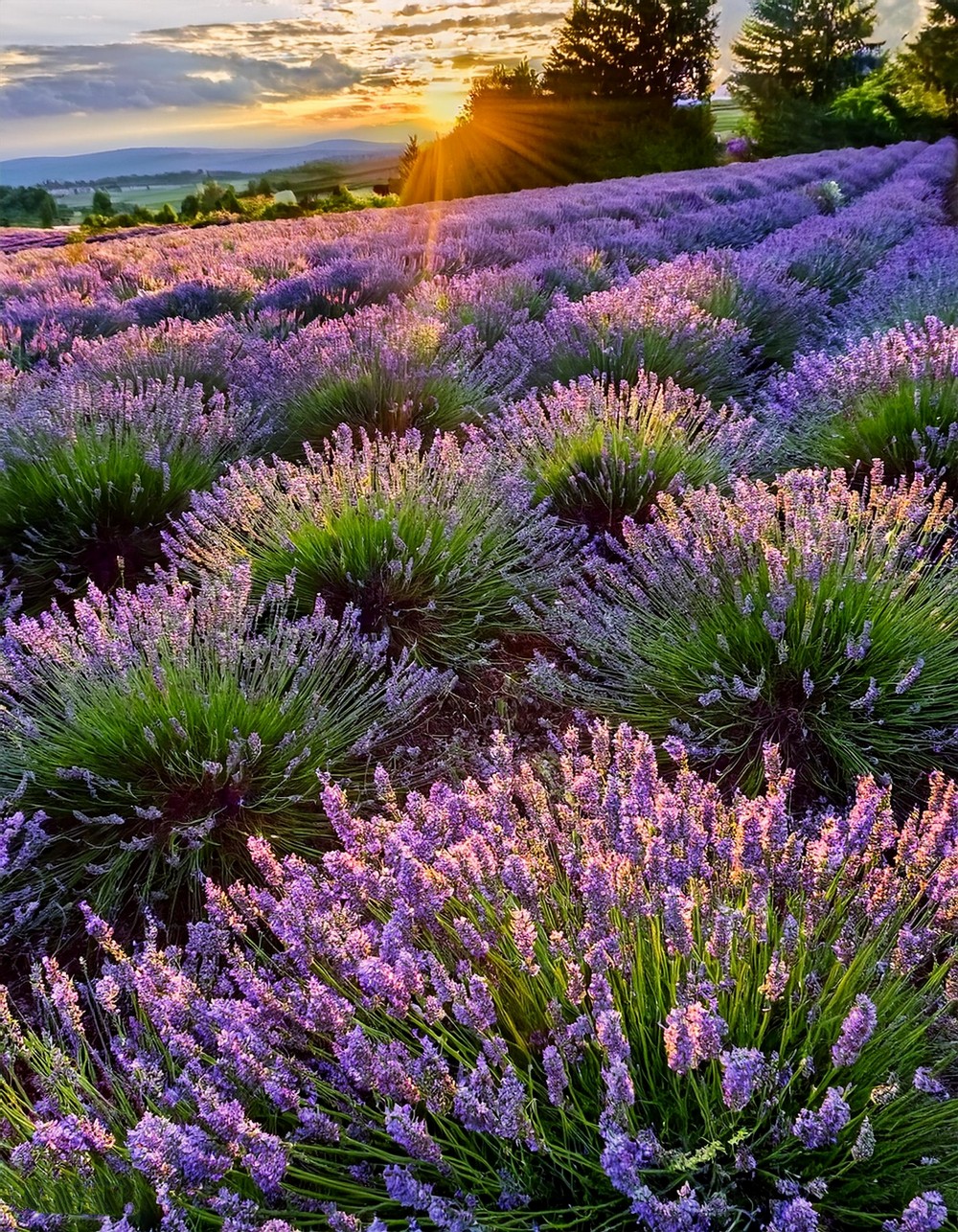 Fragrant Lavender Fields