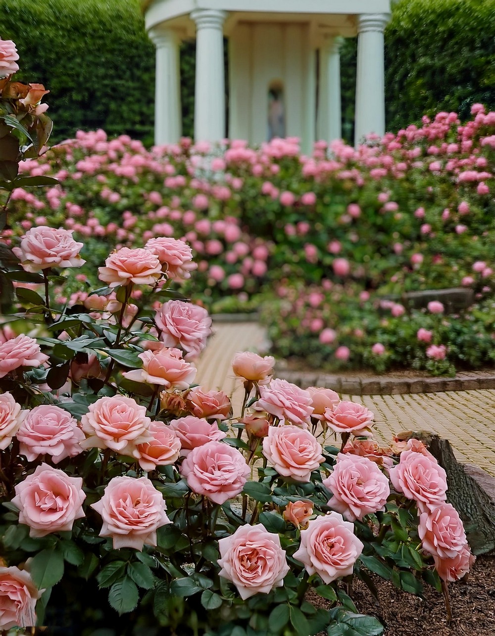 Fragrant Rose Garden