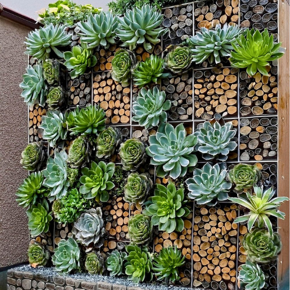 Gabion Wall with Succulents