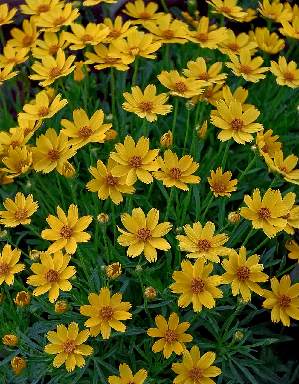 Golden Coreopsis Cluster