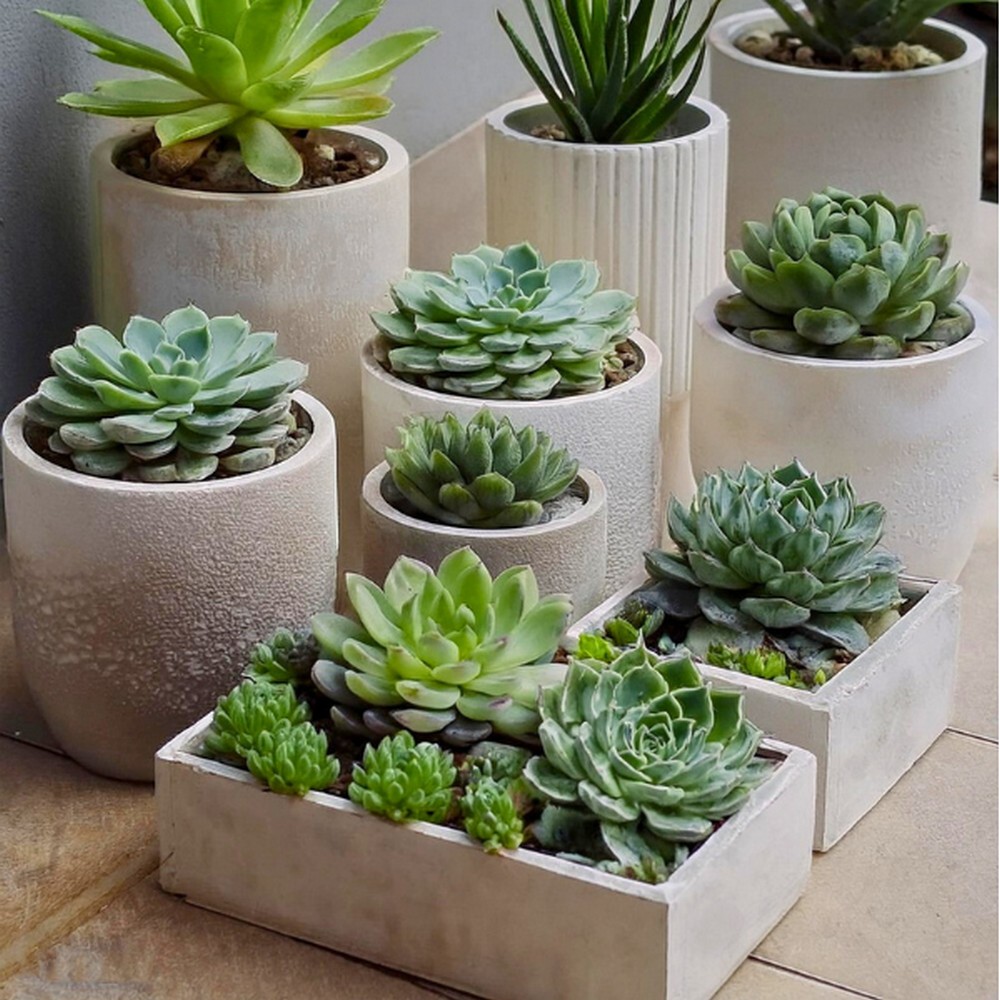 Minimalist Succulent Designs for a Simple, Chic Look