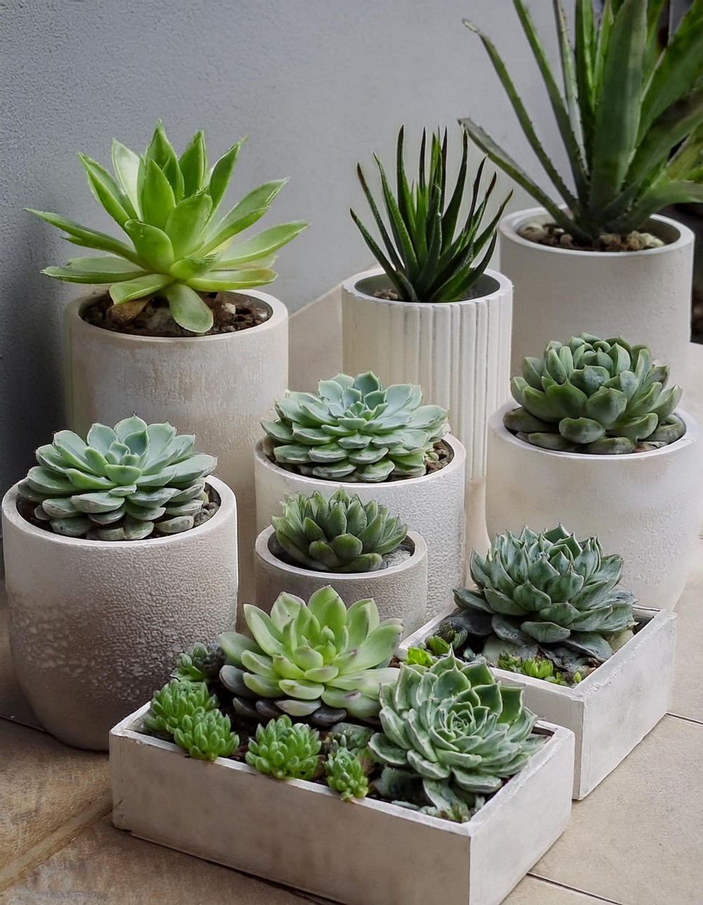 Minimalist Succulent Designs for a Simple, Chic Look