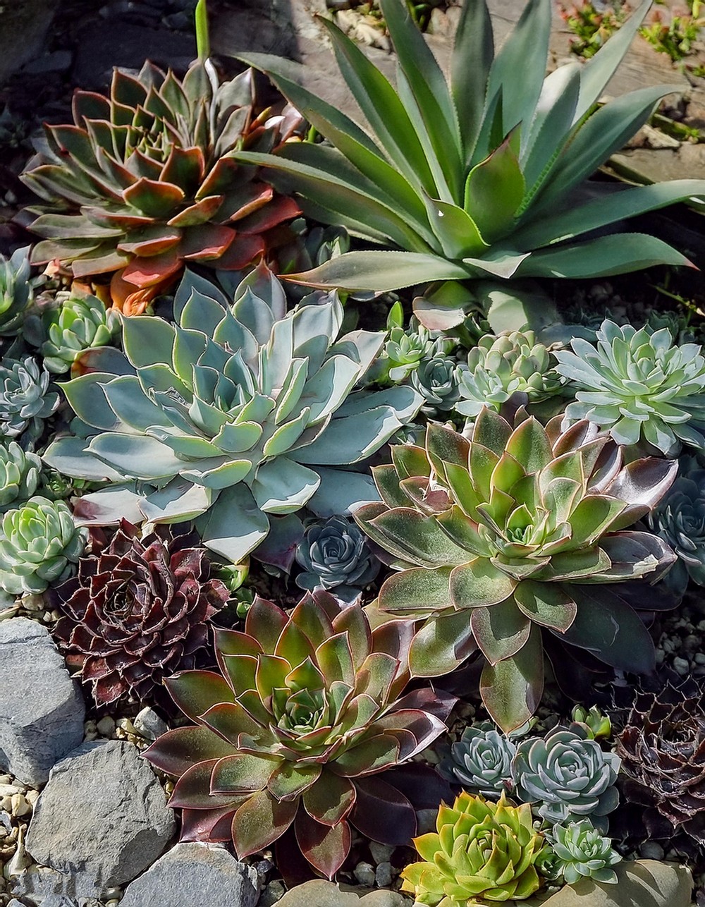 Mixed Succulent Gardens Combining Textures and Colors