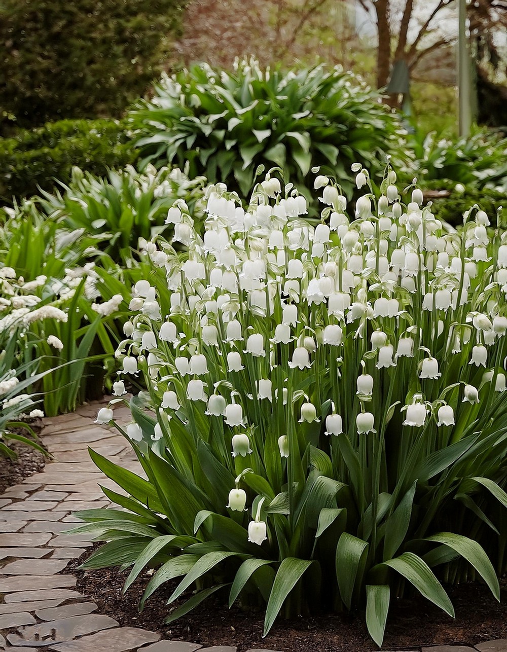 Sculptural Symphony White Flowers as Art