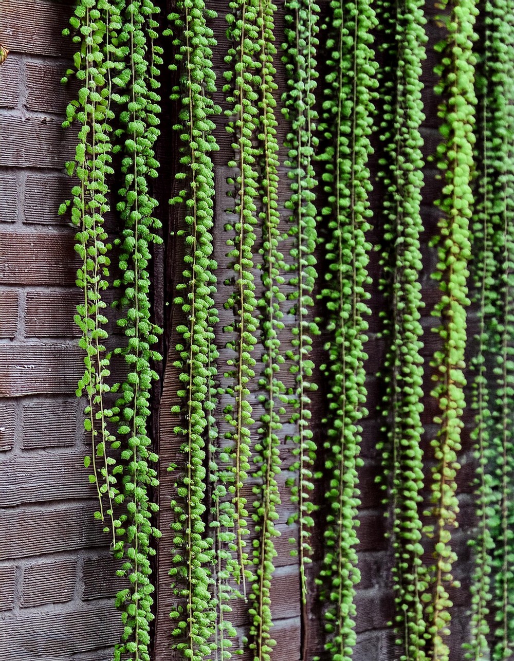 String of Pearls