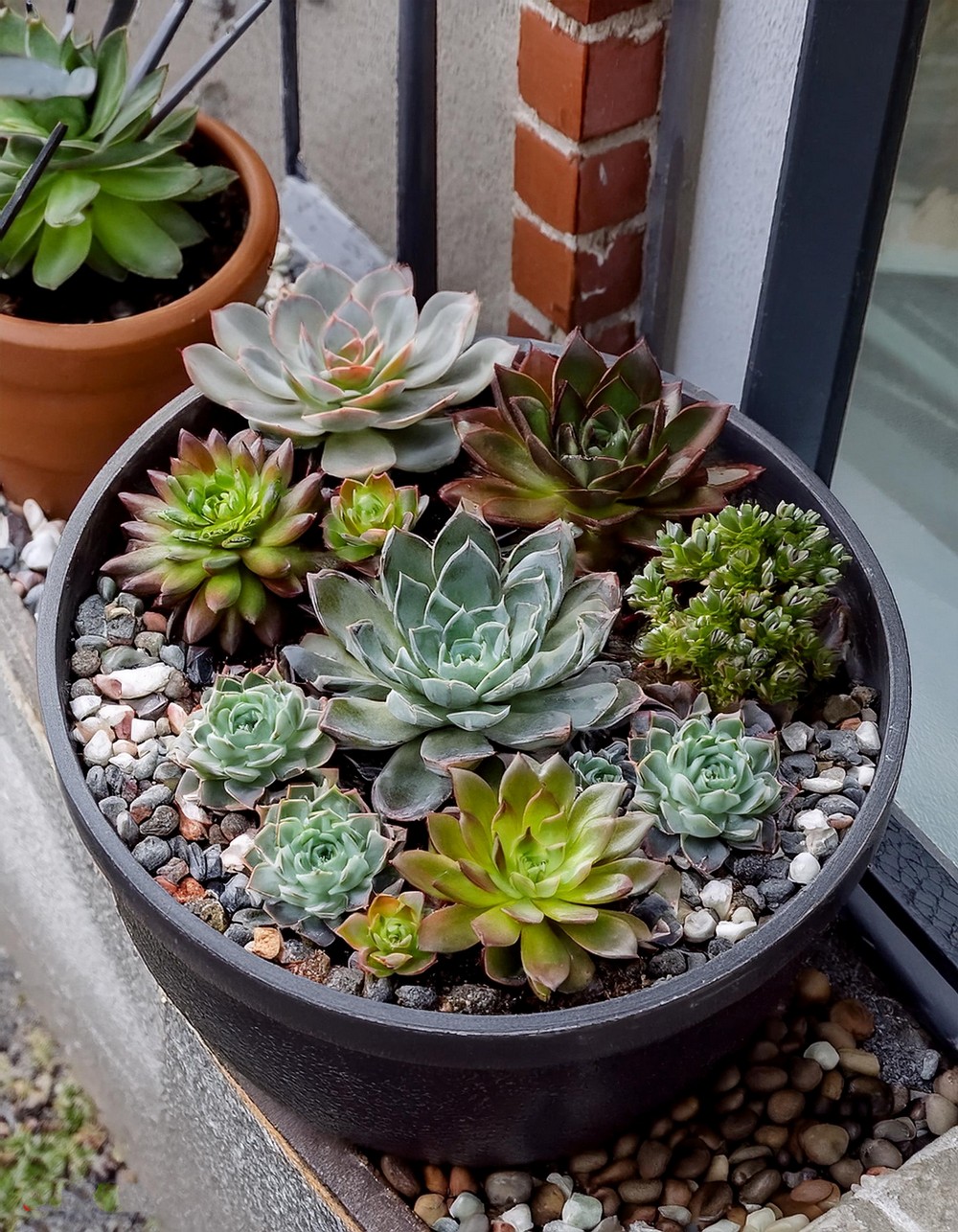 Succulent Container Gardens for Small Spaces