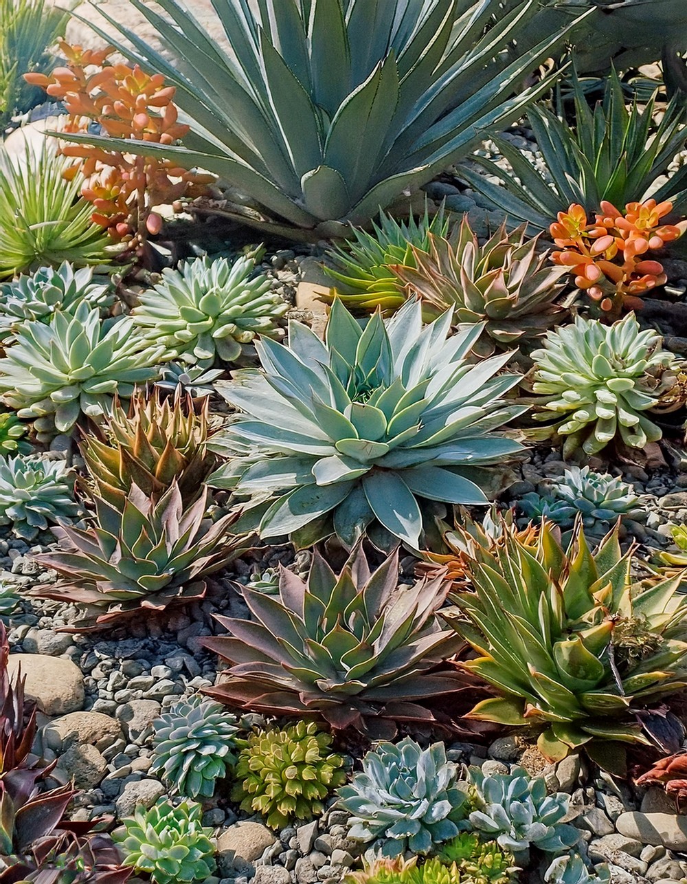 Succulent Garden Beds