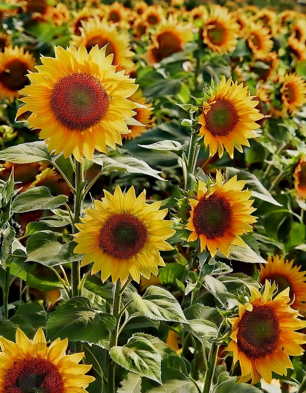 Sun-Kissed Sunflower Patch
