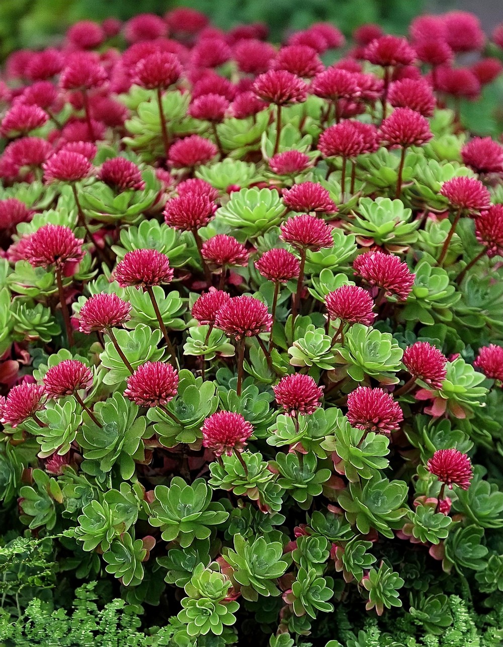 Sun-loving Sedum Stonecrop