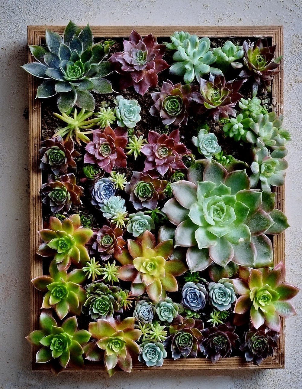 Vertical Succulent Wall