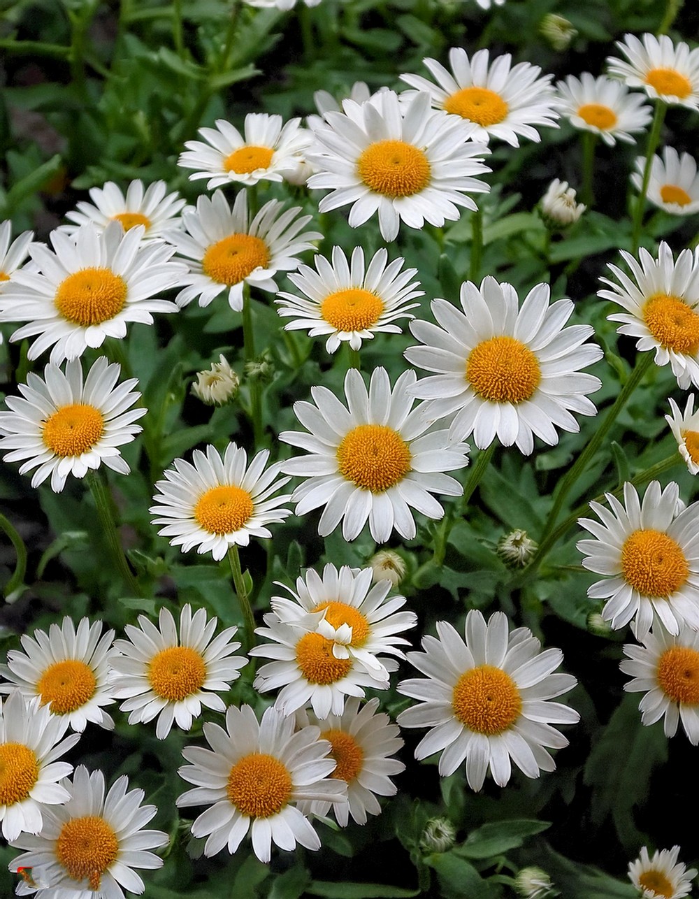 Vibrant Daisy Display