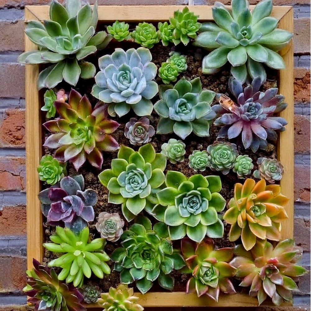 Wall-Mounted Succulent Garden