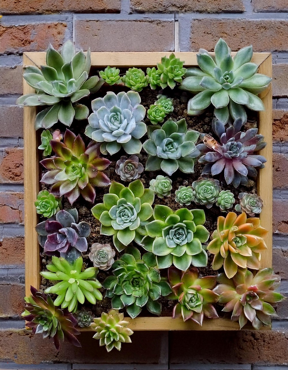 Wall-Mounted Succulent Garden